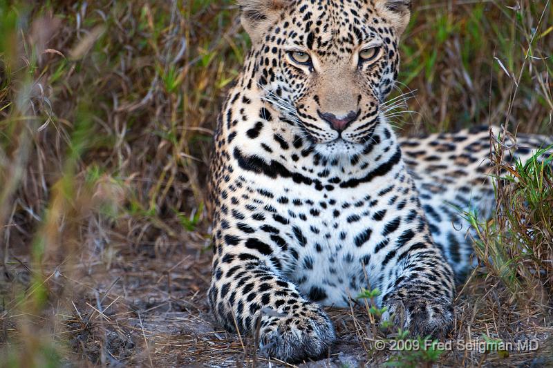 20090615_100153 D300 (4) X1.jpg - Leopard in Okavanga Delta, Botswana